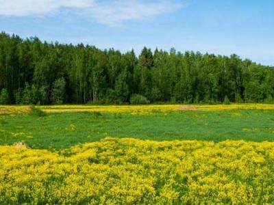 Клоково