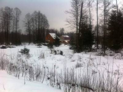 Верба