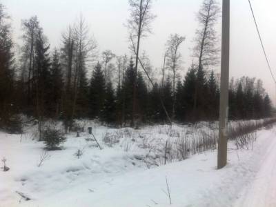 Верба