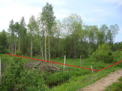 Березки